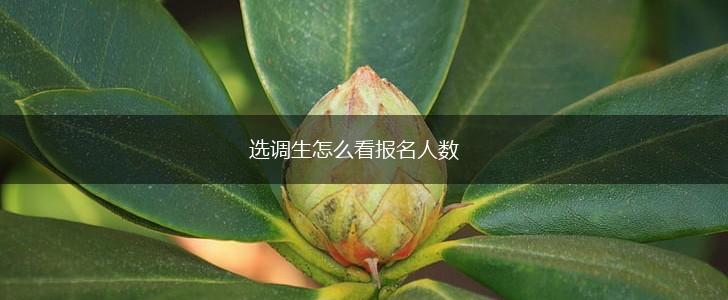 选调生怎么看报名人数,第1张