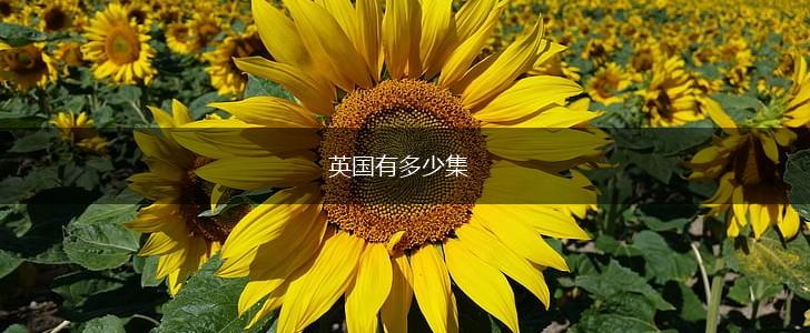 英国有多少集,第1张