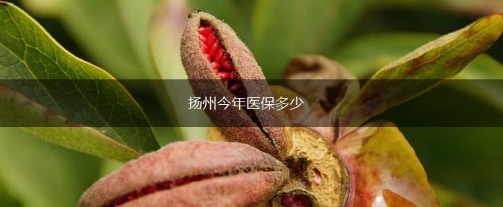 扬州今年医保多少,第1张