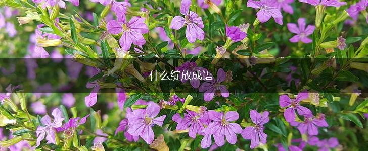 什么绽放成语,第1张