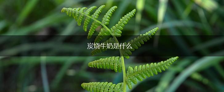 炭烧牛奶是什么,第1张