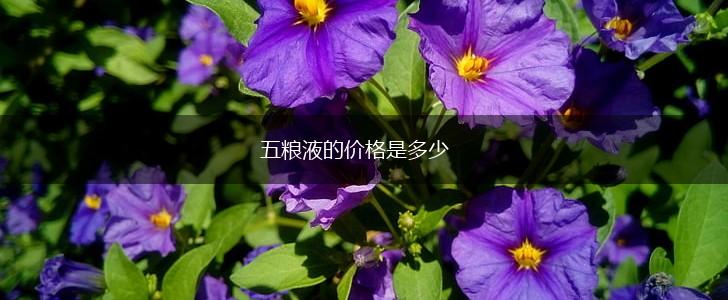 五粮液的价格是多少,第1张