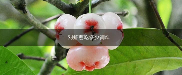 对虾要吃多少饲料,第1张