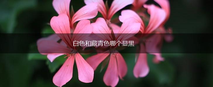 白色和藏青色哪个显黑,第1张