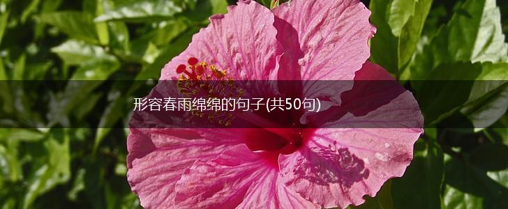 形容春雨绵绵的句子(共50句),第1张