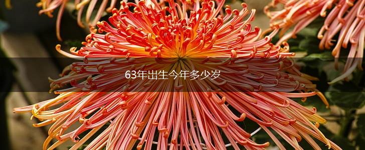 63年岀生今年多少岁,第1张