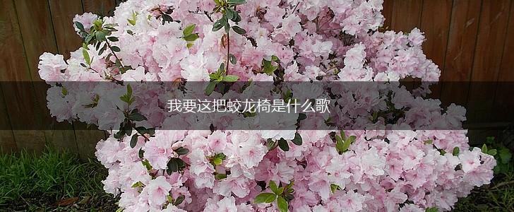 我要这把蛟龙椅是什么歌,第1张