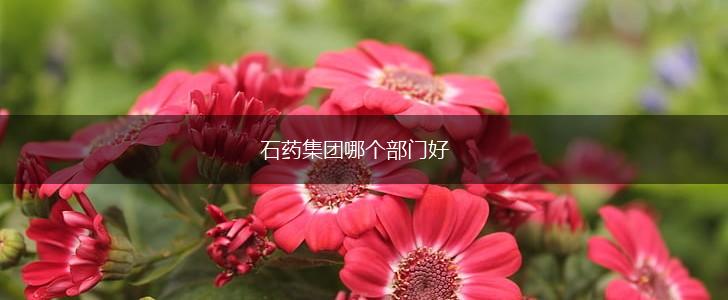 石药集团哪个部门好,第1张