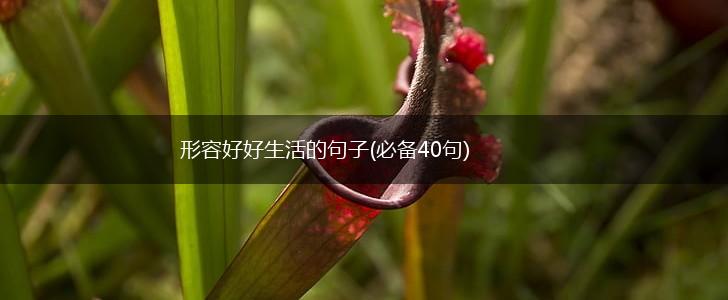 形容好好生活的句子(必备40句),第1张