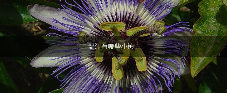 温江有哪些小镇,第1张