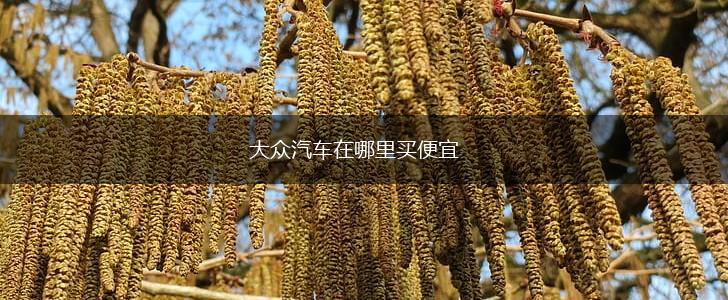 大众汽车在哪里买便宜,第1张