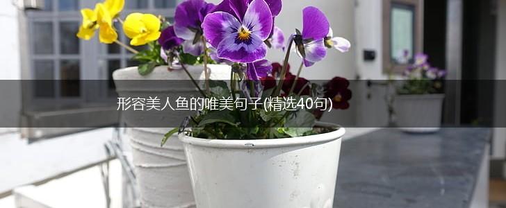 形容美人鱼的唯美句子(精选40句),第1张