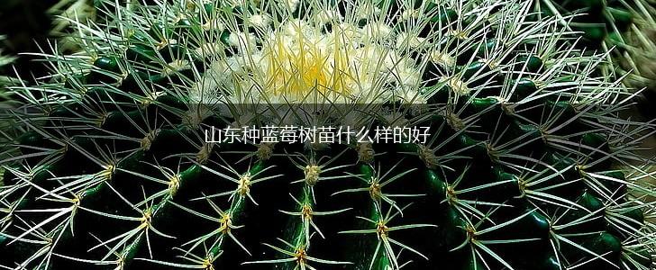 山东种蓝莓树苗什么样的好,第1张