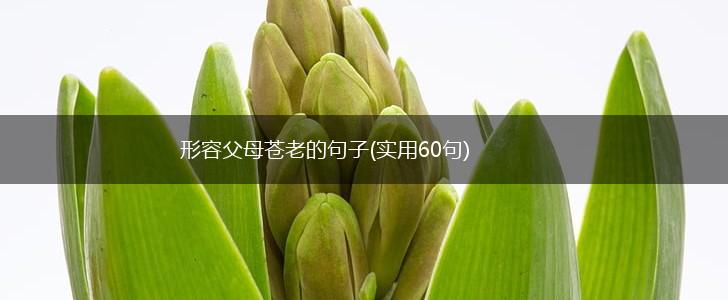 形容父母苍老的句子(实用60句),第1张