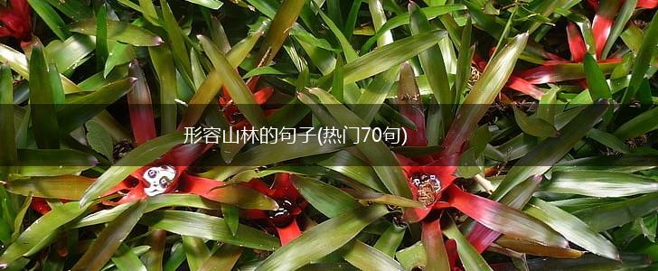 形容山林的句子(热门70句),第1张