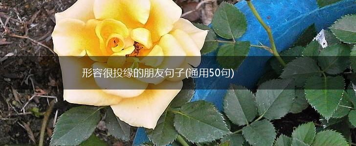 形容很投缘的朋友句子(通用50句),第1张