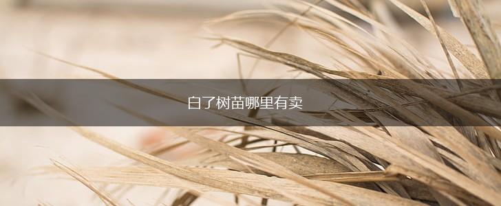白了树苗哪里有卖,第1张