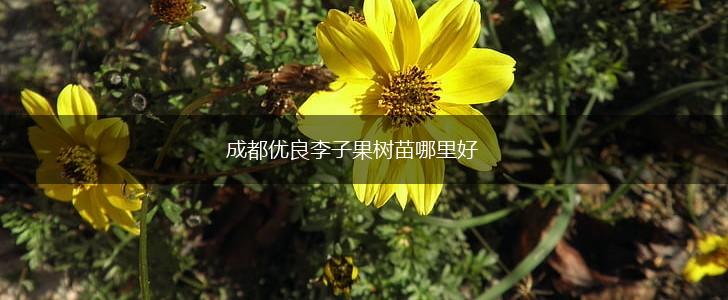 成都优良李子果树苗哪里好,第1张