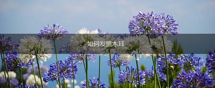 如何发黑木耳,第1张