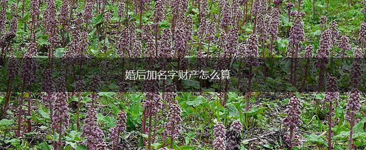 婚后加名字财产怎么算,第1张