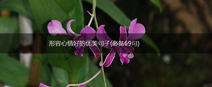 形容心情好的优美句子(必备69句),第1张