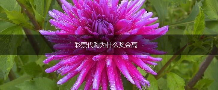 彩票代购为什么奖金高,第1张
