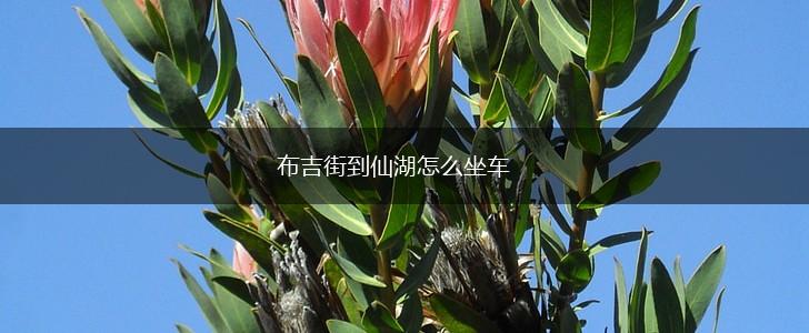 布吉街到仙湖怎么坐车,第1张