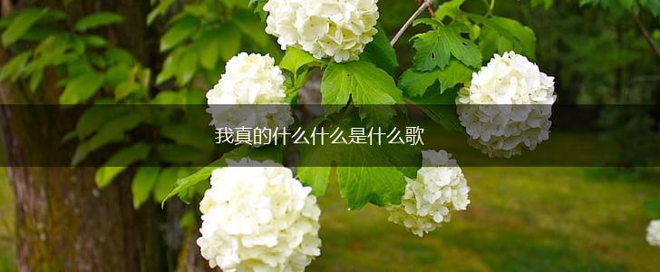 我真的什么什么是什么歌,第1张
