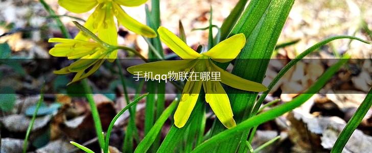 手机qq物联在哪里,第1张