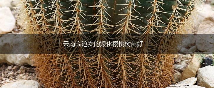 云南临沧卖的矮化樱桃树苗好,第1张