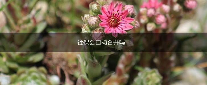 社保会自动合并吗,第1张 社保会自动合并吗,第1张