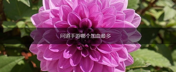 问道手游哪个加血最多,第1张