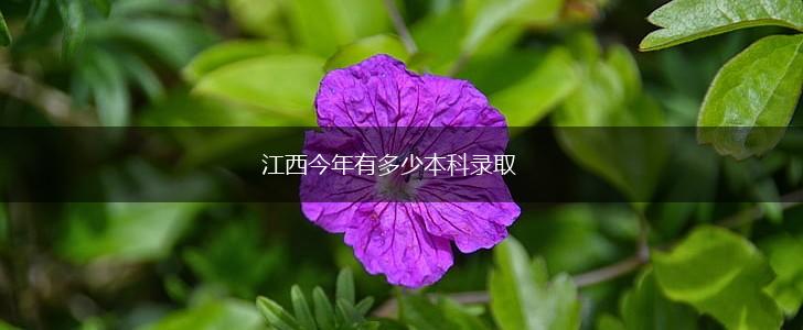 江西今年有多少本科录取,第1张