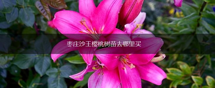 枣庄沙王樱桃树苗去哪里买,第1张