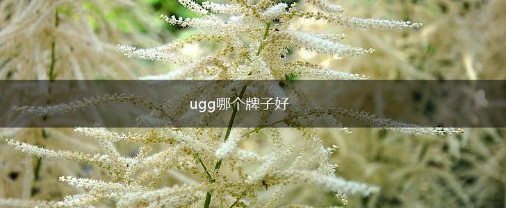 ugg哪个牌子好,第1张