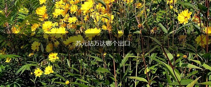 苏元站万达哪个出口,第1张
