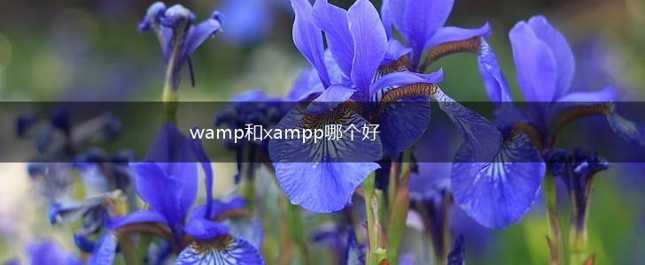 wamp和xampp哪个好,第1张