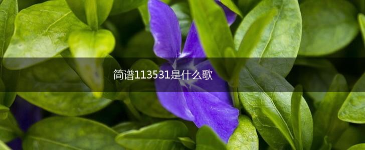简谱113531是什么歌,第1张