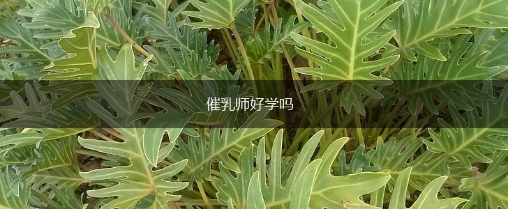 催乳师好学吗,第1张