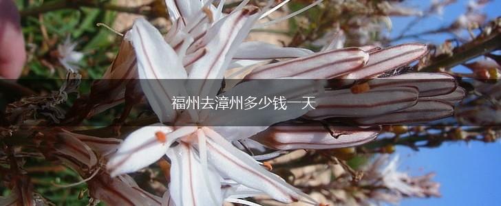 福州去漳州多少钱一天,第1张
