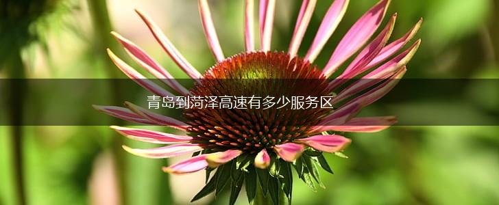 青岛到菏泽高速有多少服务区,第1张