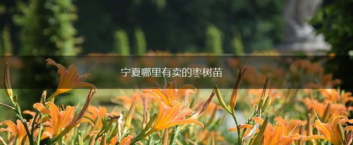 宁夏哪里有卖的枣树苗,第1张