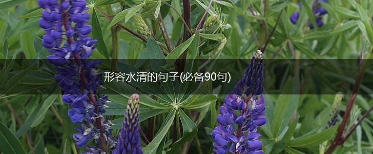 形容水清的句子(必备90句),第1张