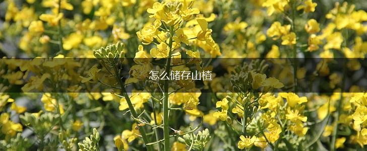 怎么储存山楂,第1张