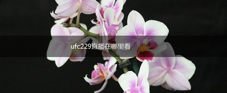 ufc229直播在哪里看,第1张