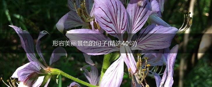 形容美丽景色的句子(精选40句),第1张
