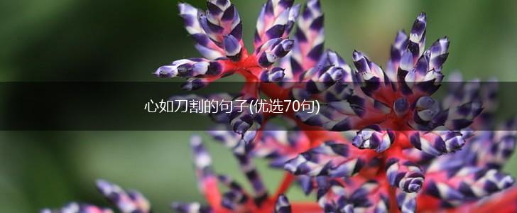 心如刀割的句子(优选70句),第1张