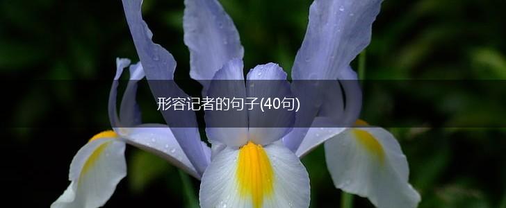 形容记者的句子(40句),第1张