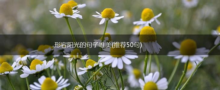 形容阳光的句子唯美(推荐50句),第1张