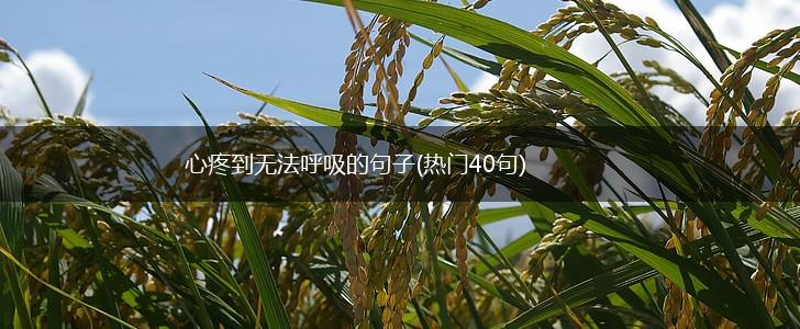 心疼到无法呼吸的句子(热门40句),第1张
